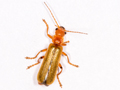 Cantharis cryptica